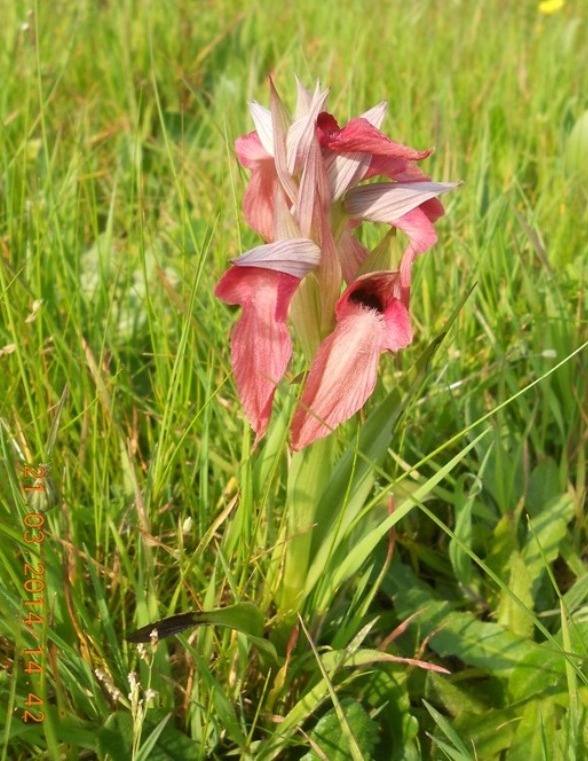 Orchidee ... in autostrada